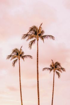 three palm trees against a pink sky with a rainbow in the background