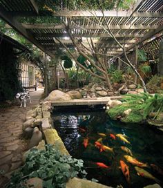 a pond with many fish in it and some plants on the other side that is surrounded by rocks