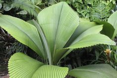 large green leaves are growing in the garden