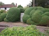 some very big green bushes in the middle of a yard