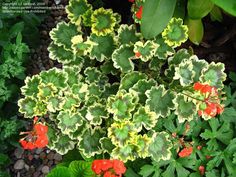 some red and yellow flowers are growing in the ground next to green plants with leaves on them