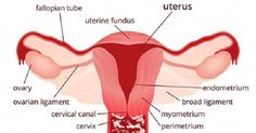 A vaginal yeast infection usually occurs by the candida yeast. Generally, vaginal yeast infection treatments with otc antifungal cream and prescription... Axillary Nerve, Yeast Infection Causes, Yeast Infection Symptoms, Shoulder Impingement, Antifungal Cream, Candida Yeast, Yeast Infections, Shoulder Pain Relief, Lower Limb