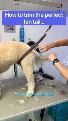 a poodle being groomed at a dog grooming salon with the caption how to trim the perfect fan tail