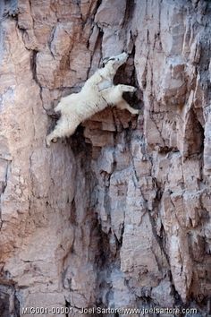 a white animal climbing up the side of a cliff