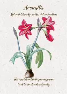 Amaryllis Meaning, Amaryllis Aesthetic, Flowers Meanings, Language Poster, Flower Symbolism, Amaryllis Flower, Flower Language