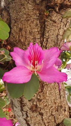 a pink flower that is growing on a tree