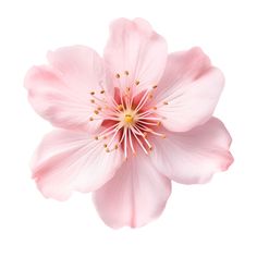 a pink flower on a white background