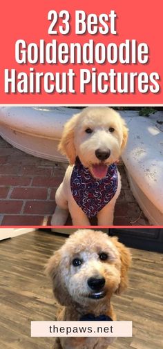 two dogs wearing bandanas with the words, best goldendoodle haircut pictures