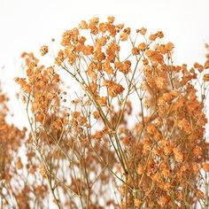 Roller Skate Orange Dried Baby's Breath Dried Orange Flowers, Orange Flowers Wedding, Bohemian Wedding Bouquet, Neutral Flowers, Journal Photos, Instagram Wall, Colorful Birthday Party, Color Aesthetic, White Sofa