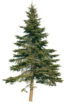 a tall pine tree with green leaves on it's trunk and branches, against a white background