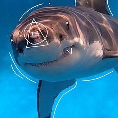 a close up of a shark in the water with an inscribed triangle on it's face