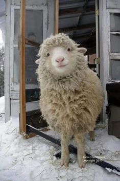 a sheep standing in the snow next to an open door and looking at the camera