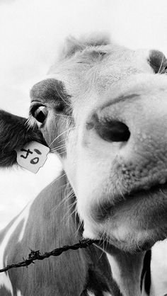 black and white photograph of a cow's nose with tag in it's ear