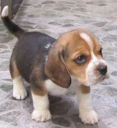 a small brown and white puppy standing on top of a stone floor