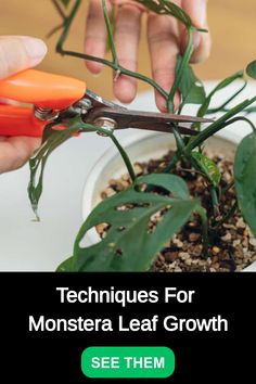 two hands are trimming the leaves of a plant that is in a white bowl