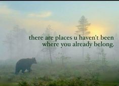 there are places you haven't been where you already belong, and the bear is in the fog