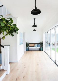 a living room with white walls and wooden floors, potted plant on the far wall