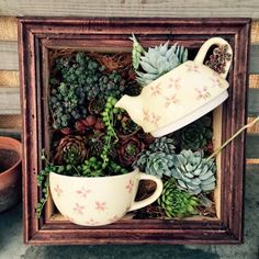 two teapots with succulent plants in them