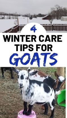 two goats standing next to each other with the words winter care tips for goats on them