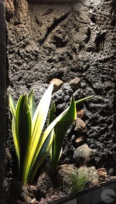 a plant is growing out of the rocks in front of a wall with an interesting pattern on it