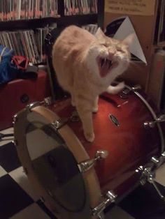 a cat is sitting on top of a drum set with its mouth open and it's tongue out