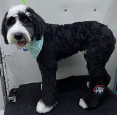 a black and white dog standing on top of a floor next to a wall with a green marker