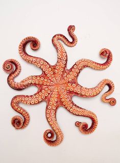 an orange and red octopus is laying on a white surface with spirally designs around it