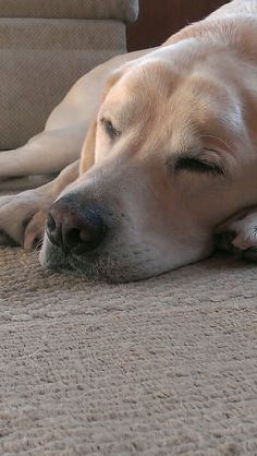 a dog laying on the floor with its eyes closed