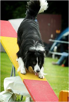 a black and white dog standing on top of a red yellow and blue striped bench