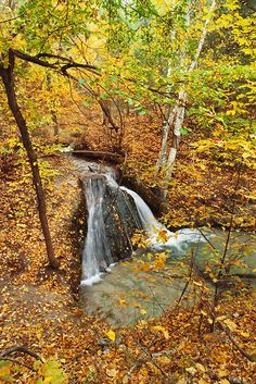 a small waterfall in the middle of a forest surrounded by trees with yellow leaves on it