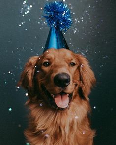 a brown dog wearing a blue party hat