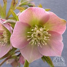 a pink flower with green leaves on it