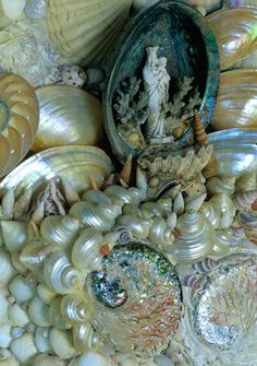 seashells and shells are arranged together in this artistic display, including one shell with an image of a woman on it