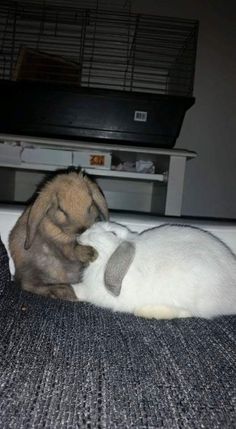 two rabbits cuddle together on the floor