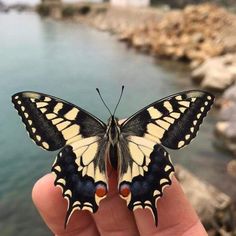 a butterfly that is sitting on someone's hand near the water and some rocks