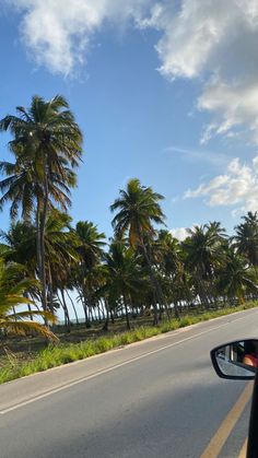 palm trees line the road as seen from inside a car