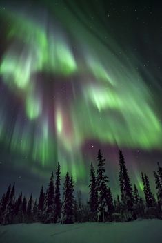 the northern lights shine brightly in the sky above trees