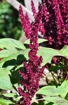 purple flowers are blooming in the garden