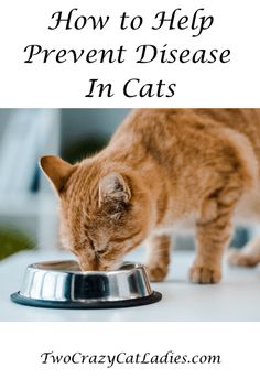 an orange tabby cat eating out of a metal bowl with the words how to help prevent disease in cats