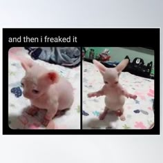 two pictures of a small kitten on a bed with the caption'and then i freaking it '