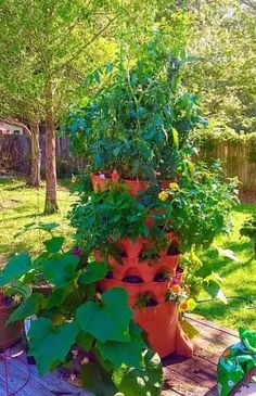 a large potted plant sitting on top of a wooden table in the middle of a yard