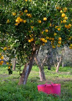 an orange tree with lots of fruit growing on it and a pink basket in the foreground