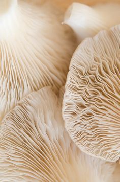 several white mushrooms are shown close up together