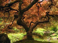 a large tree in the middle of a park with lots of leaves on it's branches