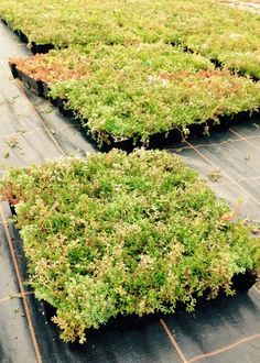 several rows of green plants growing on top of black tarps in a garden area