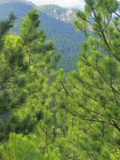 some very pretty pine trees with mountains in the background