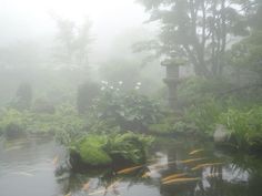 there are many fish in the pond and some plants on the rocks with water around them