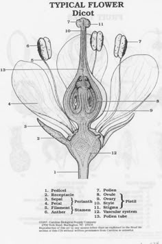 diagram of the typical flower and its parts