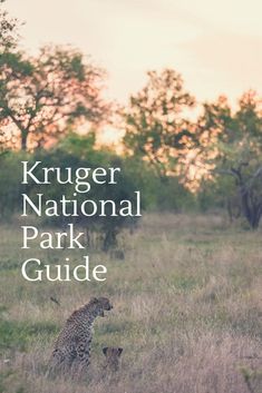 a cheetah sitting in the middle of a field with trees behind it and text that reads kruger national park guide