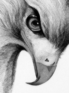 a drawing of an animal's face with its mouth open